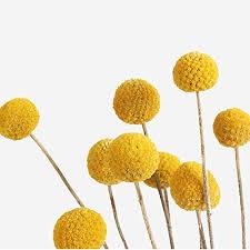 Check spelling or type a new query. Tyoungg 2020 Spring Summer Dried Craspedia Yellow Billy Balls Dried Flowers For Wedding Bouquet Decor Christmas Wreath Diy 20 Stems Pricepulse