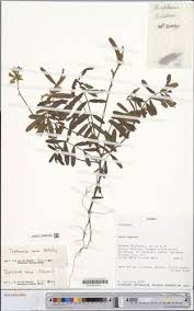 Image result for Tephrosia nana