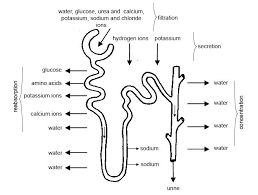 Anatomy And Physiology Of Animals Urinary System Wikibooks