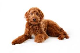Maybe you would like to learn more about one of these? Irish Doodle Puppies Overtime Coloring