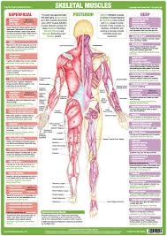 Upper back anatomy chart futurenuns info. Muscle Anatomy Chart Series A2 Laminated Muscle Chart Posterior Buy Online In Burundi At Burundi Desertcart Com Productid 131734980