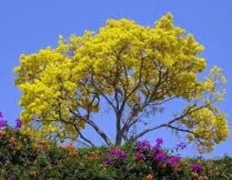 Yellow flowering tree zone 9. Webstagram Https Instagram Com P 9fqeapge8n Tree With Yellow Flowers Yellow Tree Tree