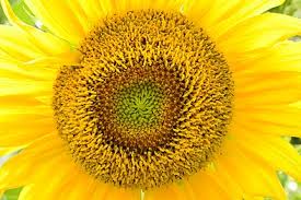 Read reviews for sunflower, jua maya hybrid. Helianthus Wikipedia
