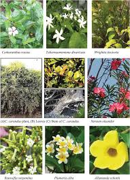 Image result for Apocynaceae subfamily Periplocoideae
