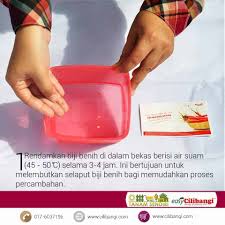 Perkecambahan adalah proses di mana benih mengalami perkembangan dan menjadi tanaman dewasa. Panduan Semaian Biji Benih Cili Di Rumah Blog Cilibangi