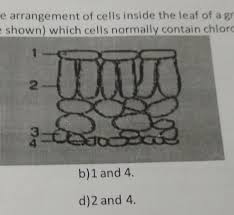 Unique to plant cells, the cell wall is a fairly rigid, protective wall that resists the strain of physical forces. Mine Diagram Shows The Arrangement Of Cells Inside The Leaf Of A Green Pacontents Are Shown Which Brainly In