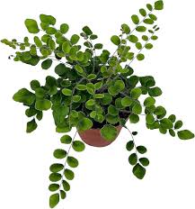 Image result for Pellaea