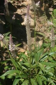 Image result for Litogyne gariepina