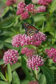 Image result for Asclepias