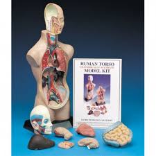 Anatomy is the science that studies the structure of the body. Anatomical Torso