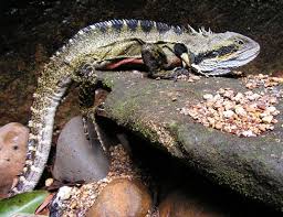This reportedly can curb snout rubbing as well. Chinese Water Dragon Life Expectancy