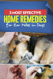 What is good home remedy for dog ear mites? Pin On Top Dog Tips