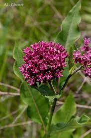 The Natural Treasures Of Ohio A Guide To The Milkweeds Of Ohio Milkweed Plant Milkweed Milkweed Plant Monarch Butterfly