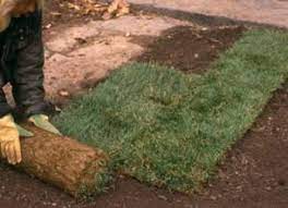 How To Lay Sod The Garden Glove How To Lay Sod Lawn Care Lawn Care Tips