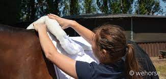 Apr 28, 2020 · saddle pads play a key role in keeping your horse comfortable and performing his best, so it's important to select a pad that fits his needs. Saddle Pads How To Choose The Right One For Your Horse