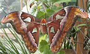 Gambar flora dan fauna timur. Tipe Dari Fauna Bagian Barat Tengah Dan Timur