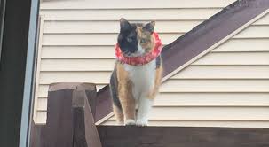 Birdsbesafe Bird Safe Cat Collar Here S Coco Eyeing The Territory From Up On A Deck Or Roof If The Birds Are Nearby They Ll Be Eyeing Her Birdsb Cat Collars Birds Birds Flying Away
