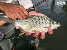 Menurut anak pangat, asmuni, bapanya terlibat. Fly Fishing In Malaysia For Silver Barb Fly Fishing Asia