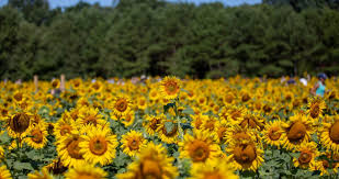Sunflower Fields At Dorothea Dix Park In Raleigh N C Sunflower Fields Sunflower Rock Painting Flowers