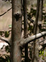 Image result for Pyrostria bibracteata