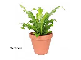 Image result for sleziník Asplenium