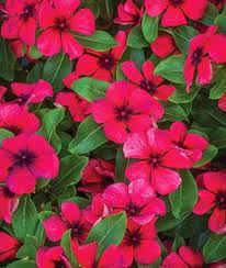Pin On Gardening