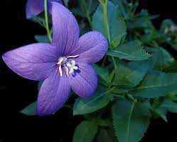 Beberapa hydrangea biru memiliki warna yang jelas dan mencolok, sementara beberapa berwarna lembut seperti bubuk biru lembut atau biru langit. Bunga Biru Campanula Foto Gratis Di Pixabay