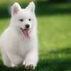 These dogs are also wonderful with children and extremely devoted and loving to their owners. Https Encrypted Tbn0 Gstatic Com Images Q Tbn And9gcqwrvoknsfflml47umsszdm7t1zrfgjohzfihy0wak Usqp Cau