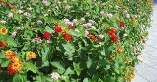 Gardening With Lantana Lantana Border Lantana Camara Lantana Flowers