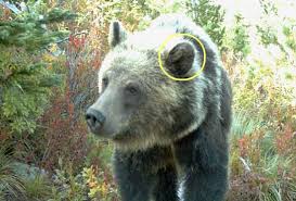 Sign up for a newsletter today! Ear Shape Bear Identification Program Idaho Fish And Game