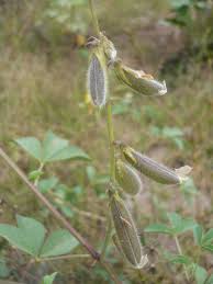 Image result for Crotalaria incompta