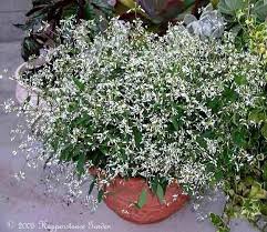 Planted about 10 to 12 inches apart, diamond frost® produces a mound of frothy blossoms that are perfect companions to almost any other plant. 15 Euphorbia Diamond Ideas Kontenerkert Kertek Konteneres Novenyek