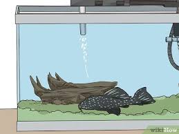 It's generally safe to start with two minutes at high heat and then test the zucchini with a fork. 3 Ways To Feed A Pleco Wikihow