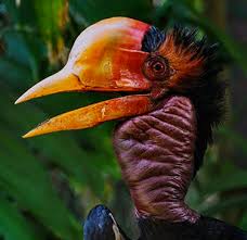 Apa hubungan leluhur dayak kenyah dengan burung enggang? Rangkong Indonesia Rangkong Gading