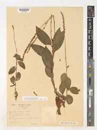 Image result for Hetaeria