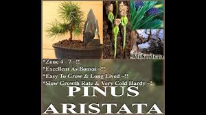 20 bristlecone pine trẹẹ sẹẹds pinus aristata bonsai ancient longest lived for grówing. Rocky Mountain Bristlecone Pine Tree Seed Pinus Aristata Seeds On Www Myseeds Co Youtube