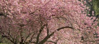 Maybe you would like to learn more about one of these? Where To See Cherry Blossoms In Texas The Light Lab