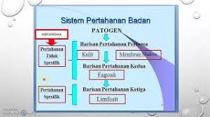 .sistem kekeluargaan, sistem pendidikan, sistem adat, sistem pertahanan keamanan, sistem sistem pemerintahan desa terdiri dari pemerintah desa dan badan permusyawaratan desa. Sistem Pertahanan Badan Part 1 Sains Youtube
