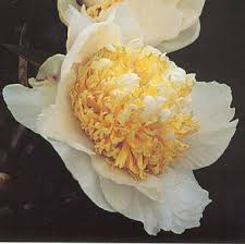 These yellow and orange blossoms can grow up to 2 feet tall. 07030 Paeonia Cheddar Pom Pom Type Herbaceous Peony Species Cultivar Lactiflora Cheddar Pom Pom Roy G Klehm 1986 Seedling No D11 Bomb Lactiflora Double Row Of Pure White Guard Petals Frame An Attractive Pompom Ball Of Twisted