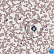 What is the role of the nucleus of a eukaryotic cell. Cell Nucleus Histology Structure And Functions Kenhub