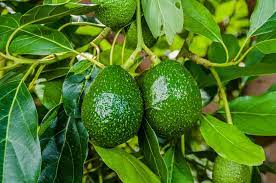 An avocado tree may take some time to mature and bear fruit, and having good weather is important. Avocado Trees How Long To Grow A Mature Tree