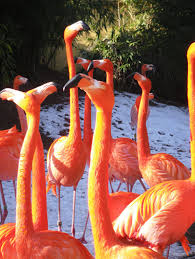 If your answer is yes then the mobile legends bang bang hero tier list for this month (august without any further ado, let's take a look at our new mobile league bang bang meta hero tier list to. Flamingos Die Vogel Im Tierlexikon Geolino