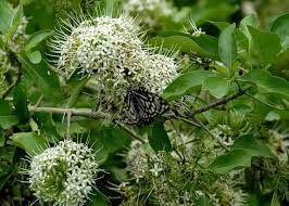 Image result for Pavetta gracillima