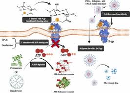 Image result for P-Glycoprotein
