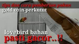 Cara ini digunakan agar pakan lovebird lebih bagus dan bersih, serta meningkatkan nafsu makan lovebird. Tips Agar Cepat Gacor Dengan Gold Coin Perkutut Youtube