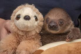 Zippy is a very friendly little sloth. Adopt The Baby Sloth Brevard Zoo Blog