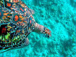 Sweet Oriana Green Sea Turtle Sea Turtle Turtle