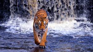 Tiger خلفيات النمر