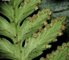 Image result for Davalliaceae