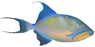 Peixe Porco Balistes Vetula Klima Naturali